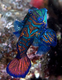 Banda Sea 2018 - DSC06066_rc - Mandarinfish - Poisson mandarin - Synchiropus splendidus